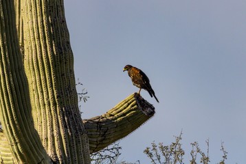 Hawk Hunts from Cactus