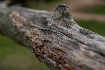 Selective focus on termite damage on branch, close up with rows of damage shown