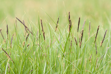 flowering grass in a summer field with beautiful spikelets