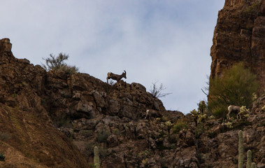 Bighorn Sheep on cliff