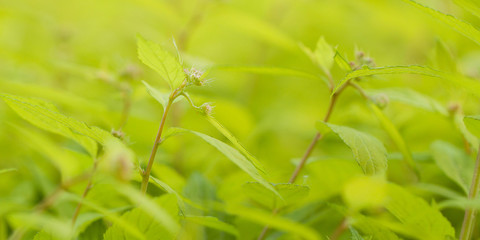 shrub branches with delicate pink buds and fresh foliage