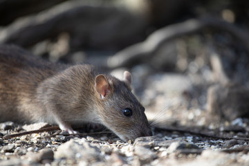 Brown rat on the ground, England, UK 