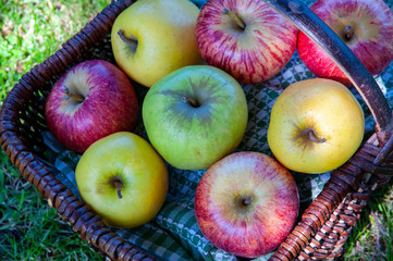 Panier de différentes variétés de pommes;  Basket of different varieties of apples