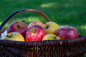 Panier de différentes variétés de pommes;  Basket of different varieties of apples