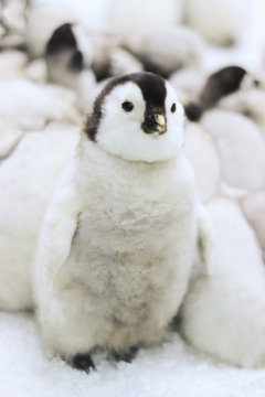 cute emperor penguin chick sitting in front of other baby penguins