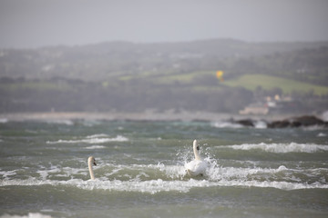 Two swans at sea with waves