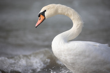 Swan closeup at sea