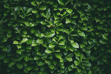 green leaves background wallpaper