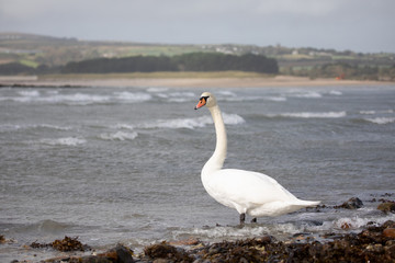 Swan at sea