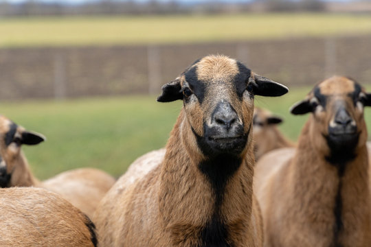 「Rammen」の画像 - 2,060 件の Stock 写真、ベクターおよびビデオ | Adobe Stock