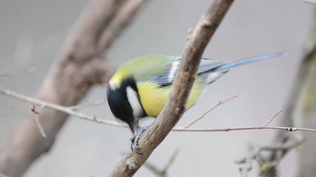Great tit, parus major, sits on a branch and eats a nut