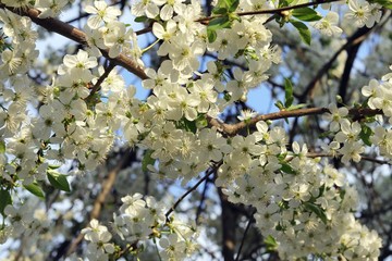 Branches of a blossoming cherry against the blue sky in a park, garden, in the natural environment, spring