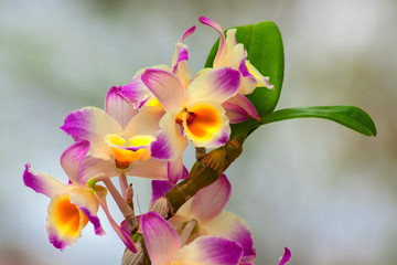 Orquídea IMG_4424