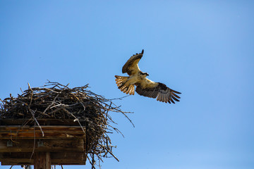 Low angle shot of eagle flying out of its nest. Flight of Osprey or Fish Hawk under the blue sky. Okanagan Valley, British Columbia, Canada