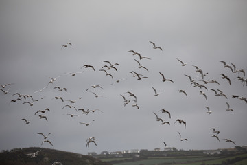 Flock of birds at sea