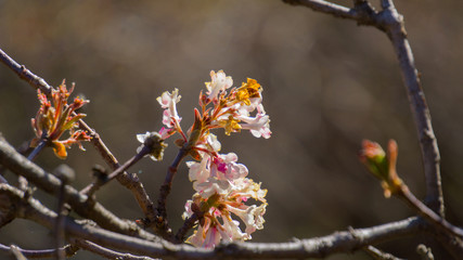 blossom