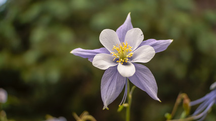 Fototapeta premium columbine