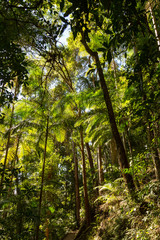 Bright tropical rainforest canopy in Queensland, Australia