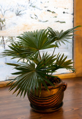 Palm tree in flowerpot on windowsill at home
