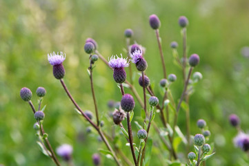 Cirsium arvense grows and blooms among herbs