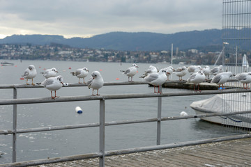 mouettes sur le lac