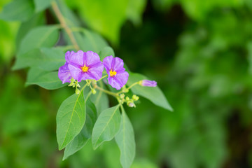 Fototapeta premium Blue potato bush (Paraguay nightshade, Lycianthes rantonnetii) flowers