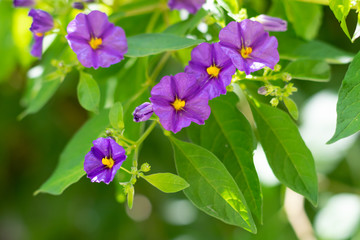Blue potato bush (Paraguay nightshade, Lycianthes rantonnetii) flowers