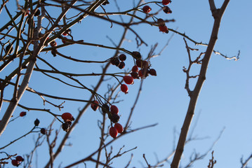 rose hips