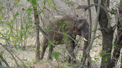 an elephant in south africa