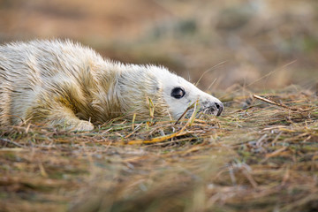 Fototapeta premium Grey seal pup in grass white coat