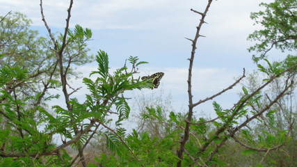 view to the grassland in south africa