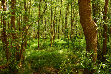 Naturschutzgebiet Müritz in Mecklenburg-Vorpommern