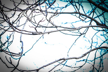 trees close up view within the streets of Naples