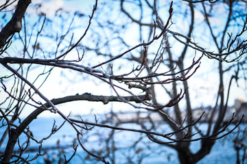 trees close up view within the streets of Naples