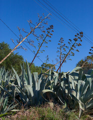 cactus near a castle - 314746069