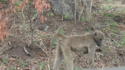 wild monkeys in south africa