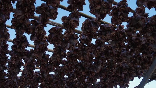 Drying stockfish cod in authentic traditional fishing village with traditional red rorbu houses at the background in winter norwegian Lofoten islands