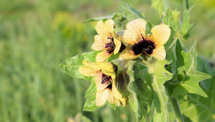 Beautiful wildflowers on a blurry natural foy. Hyoscyamus niger, commonly known as henbane, black henbane or stinking nightshade, is a poisonous plant in the family Solanaceae. - obrazy, fototapety, plakaty