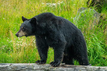 Fototapeta premium Young black bear searching for food, Alaska