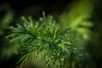 juicy healthy greens with dew drops in the garden. organic salad greens