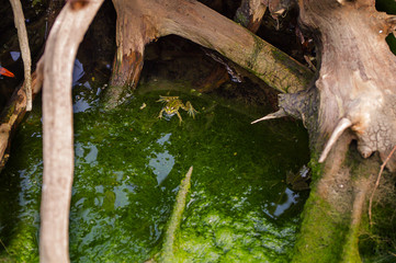 Fototapeta na wymiar Beautiful frog under an old tree on the river.