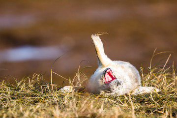 Grey seal pup in grass