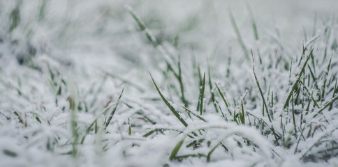 Green grass growing through snow cover. Early spring. Low angle. Copy space. Winter concept.