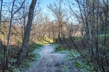 Winter landscape with a road with trees covered with frost in Madrid. Spain