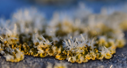 Close-up of yellow moss and lichen in winter, on which ice crystals have grown, against a white and blue background
