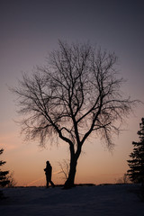 Obraz na płótnie Canvas man walking under a lonely tree on a sunset background