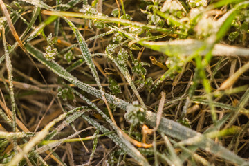 Frozen green grass meadow sun rays. Vertical orientation. Early spring wallpaper. Nature outdoors background.