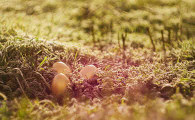 Easter wallpaper. Golden eggs on spring grass at sunny day. Sun rays fall on meadow. Celebrating spring holidays. Nature holiday background. frozen grass.