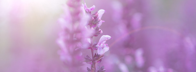 Obraz premium Sage herbs growing