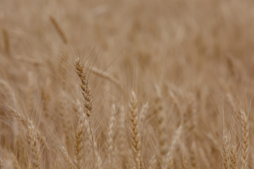Rye grows in a wheat field. Selective focus.